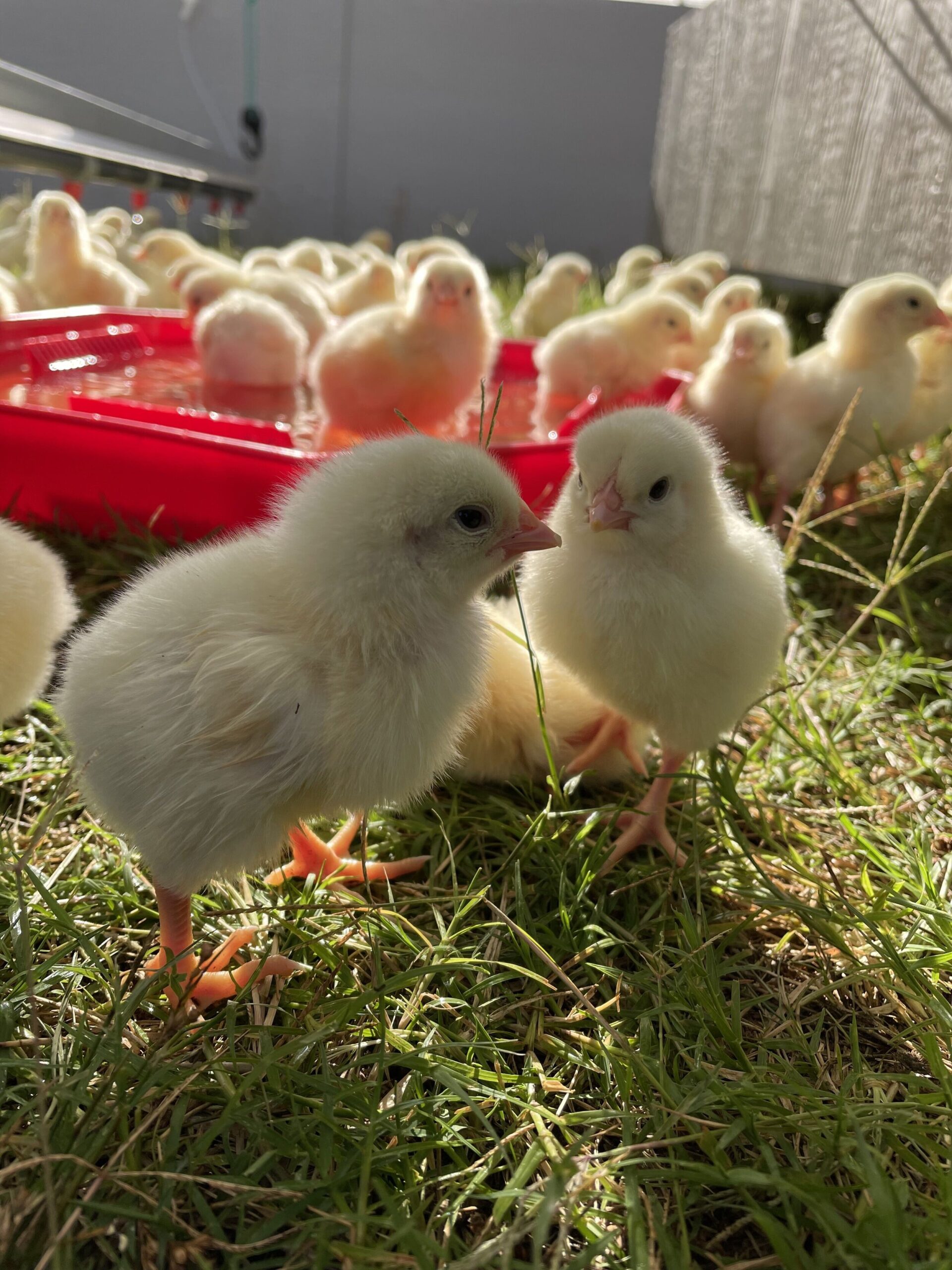 Ty_&_Tokie_Morgan,_Southern_Sunny_Acres,_Texas_-_4EA8012B-1DF5-4B42-B3E9-58E0CEFC08E3 Two fluffy yellow chicks stand on green grass in the foreground, with a group of similar chicks and a red water trough in the background. The scene is bright and sunny, showcasing a lively farm environment.